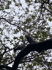 Columba livia domestica