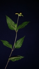 Wollastonia biflora