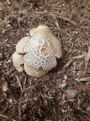 Agaricomycetes
