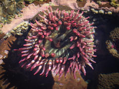 Bunodosoma californica