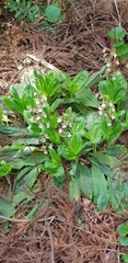 Calanthe discolor