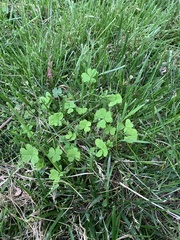 Medicago arabica