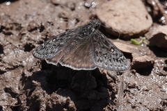 Erynnis meridianus