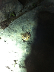 Pseudacris streckeri