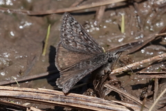 Erynnis meridianus