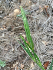 Gladiolus illyricus