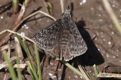 Erynnis meridianus