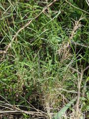 Muhlenbergia utilis