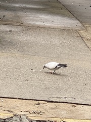 Columba livia domestica