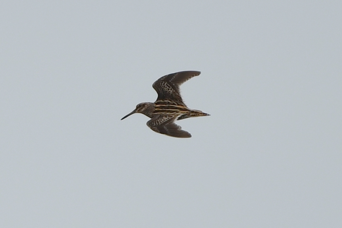Jack Snipe