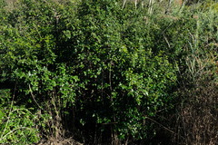 Rhamnus prinoides