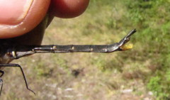 Somatochlora forcipata