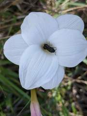 Acmaeodera ornatoides