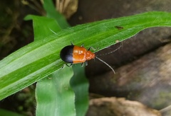 Isotes