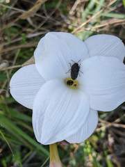 Acmaeodera ornatoides