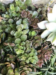 Sedum tetractinum