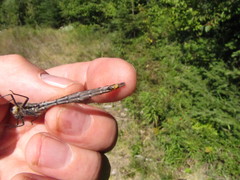 Somatochlora forcipata