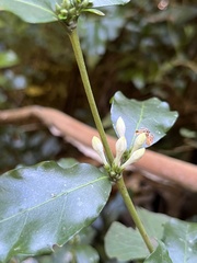 Coffeeae