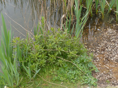 Eupatorium cannabinum