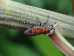 Rhodobaenus tredecimpunctatus