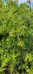 Quercus geminata