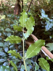 Coffeeae