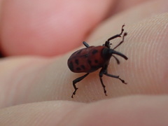 Rhodobaenus tredecimpunctatus