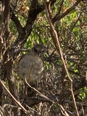 Mimus graysoni