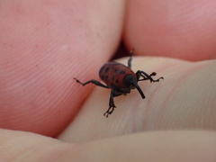 Rhodobaenus tredecimpunctatus