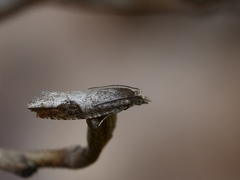 Pseudexentera costomaculana