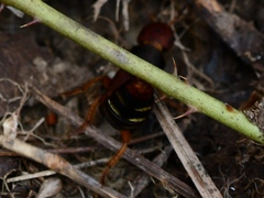Platydracus immaculatus