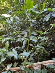 Coffeeae