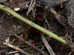Platydracus immaculatus
