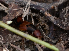 Platydracus immaculatus