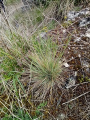 Festuca pallens