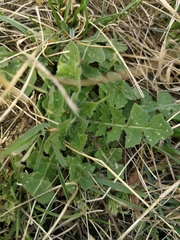 Sisymbrium loeselii