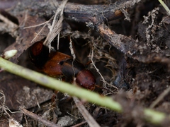 Platydracus immaculatus
