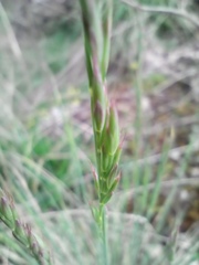 Festuca pallens