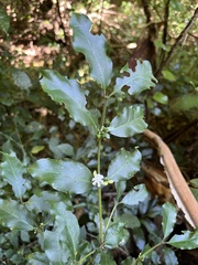 Coffeeae