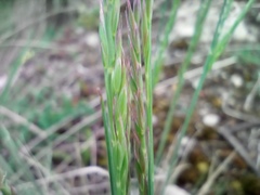 Festuca pallens