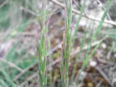 Festuca pallens