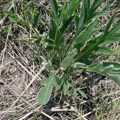 Psephellus marschallianus