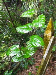 Cissus pteroclada