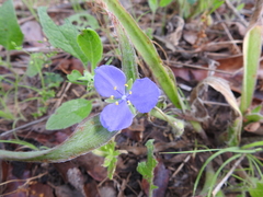 Tradescantia subacaulis