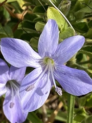 Barleria obtusa