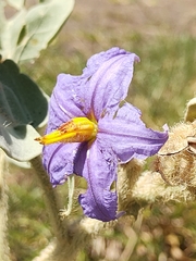 Solanum falciforme