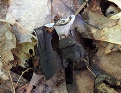 Phellodon niger alboniger