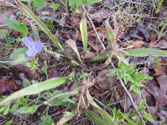 Tradescantia subacaulis