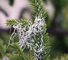 Evernia divaricata