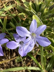 Barleria obtusa